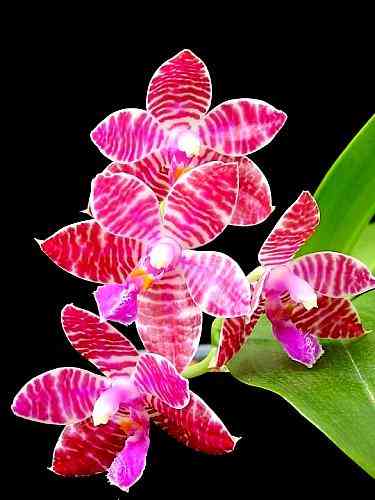 Phalaenopsis lueddemanniana